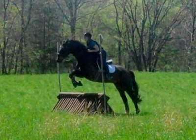 Miller, imported Irish Sport Horse, show jumper, hunter, eventer